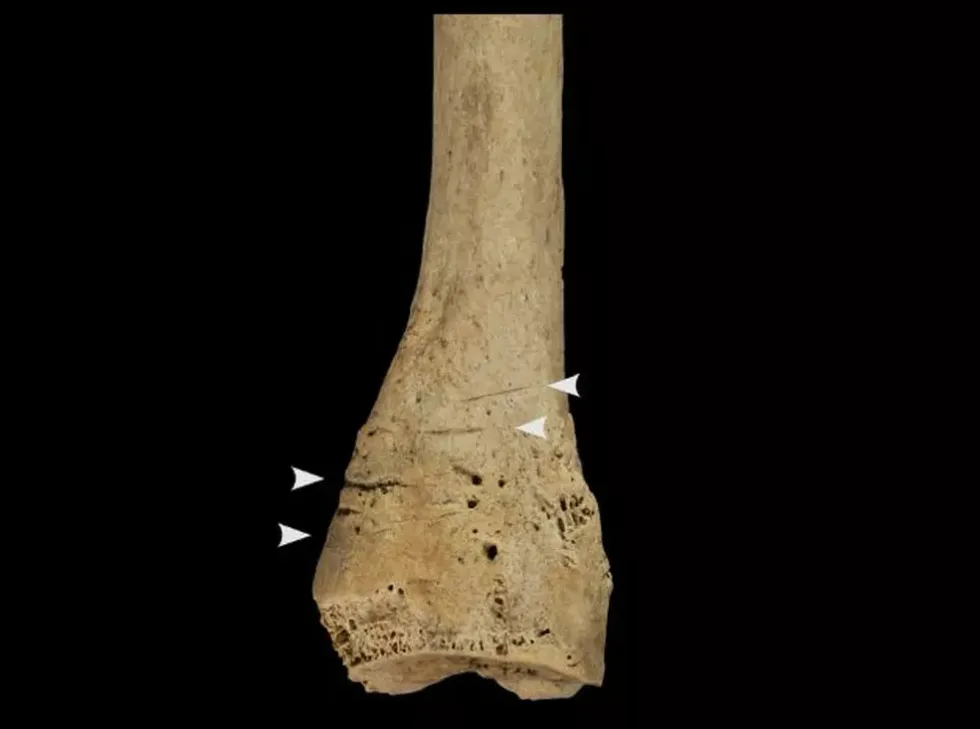 A bone found