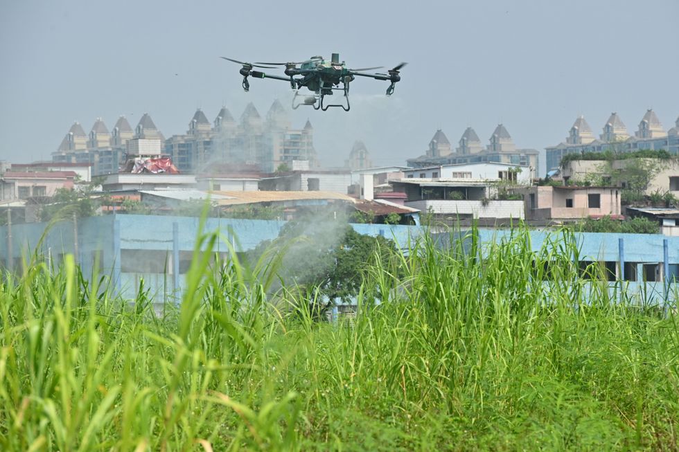 A drone sprays insecticide on plants in China amid the chikungunya virus outbreak