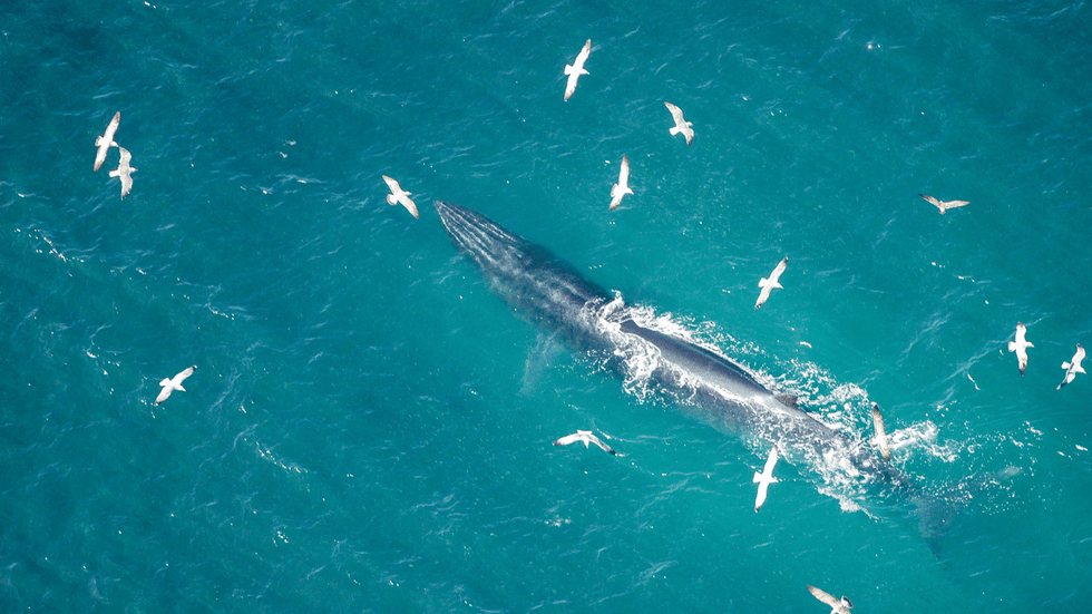 A fin whale