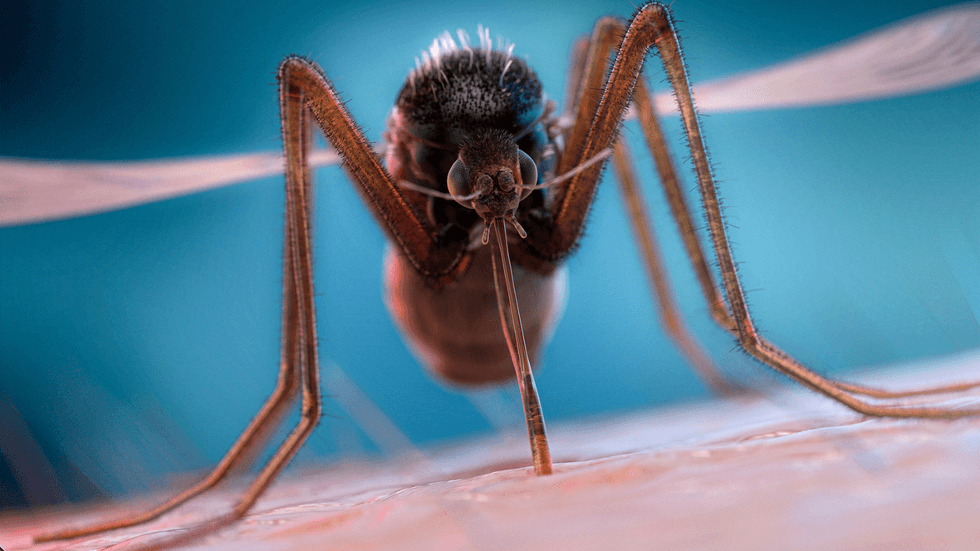 A mosquito