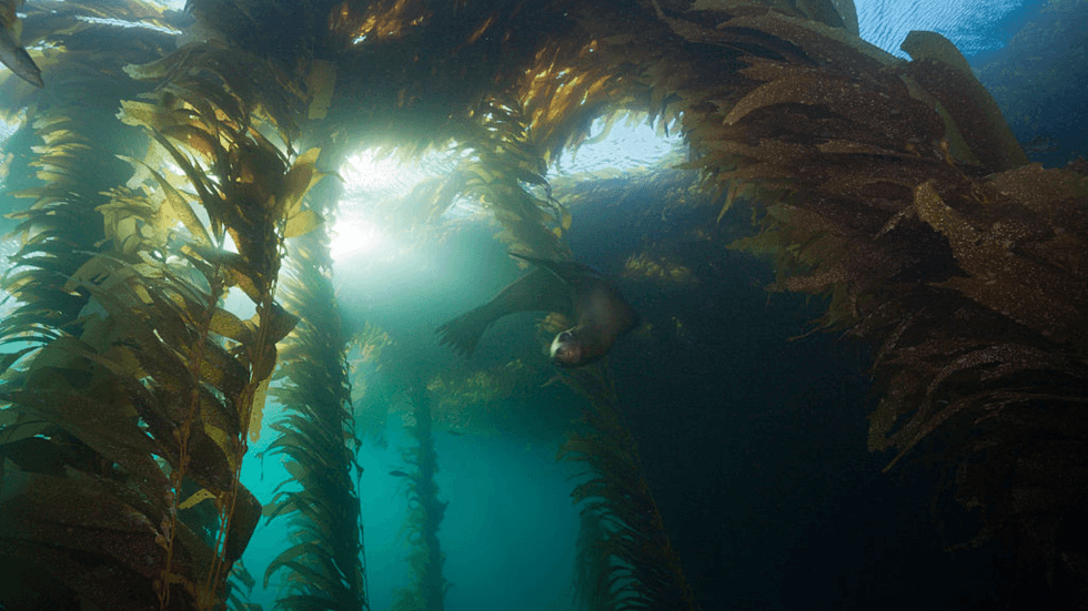 A sea lion within a kelp forest