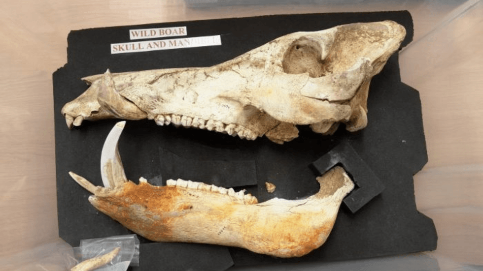A wild boar skull