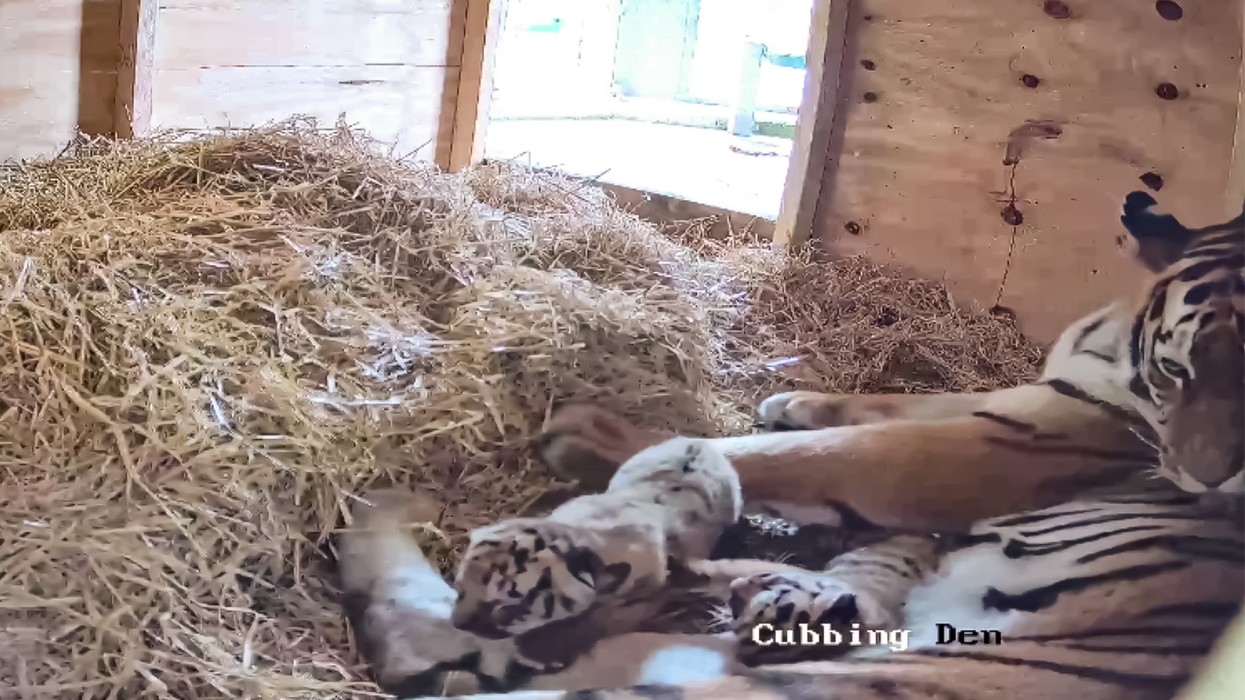 Endangered tiger cubs born at safari for first time in nearly 30 years - 'We're over the moon!'