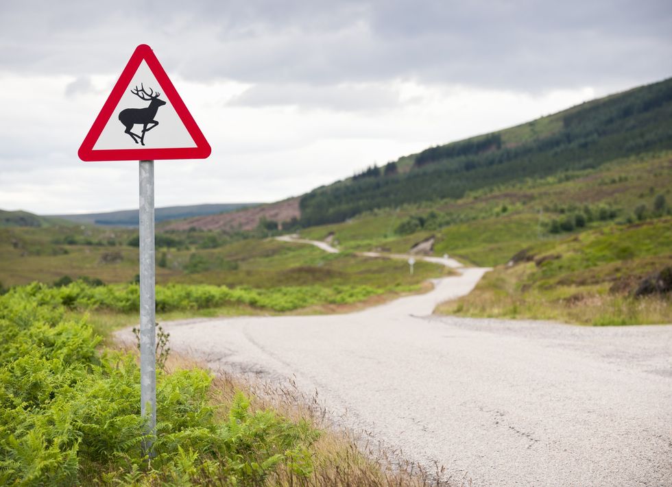 Animal crossing sign