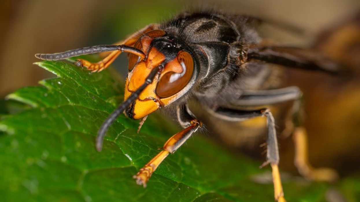 Asian hornet