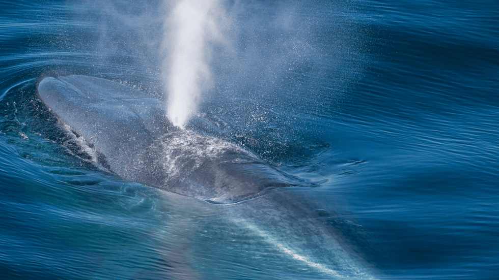 Blue whale