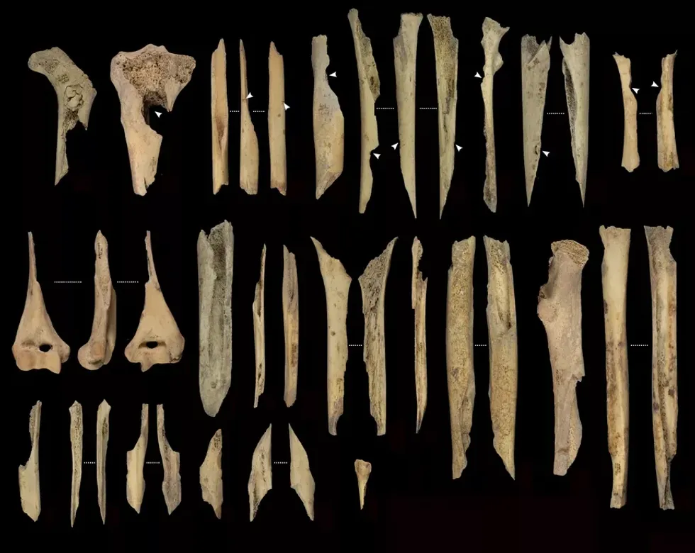 Bones
