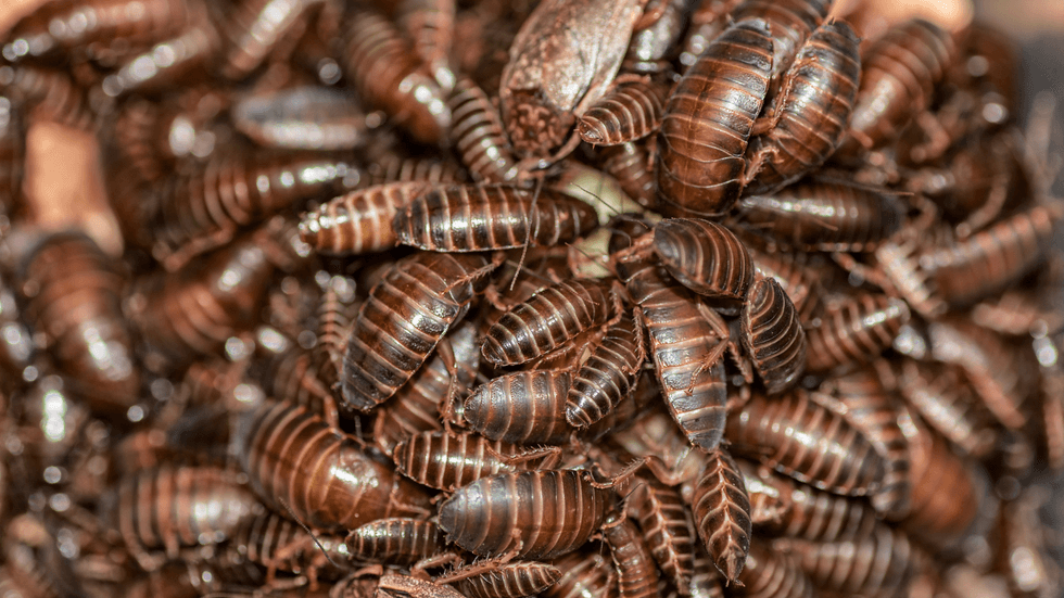 Cockroaches