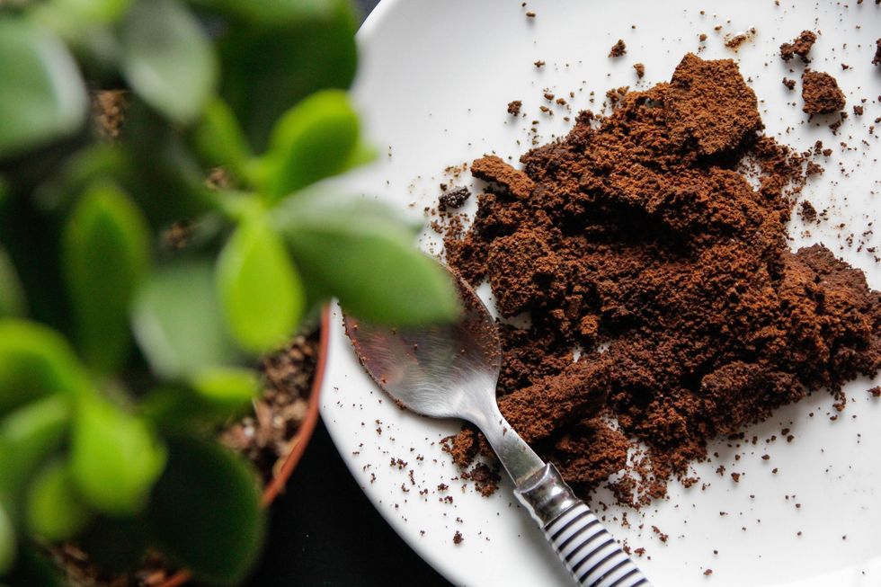 Coffee grounds next to plant