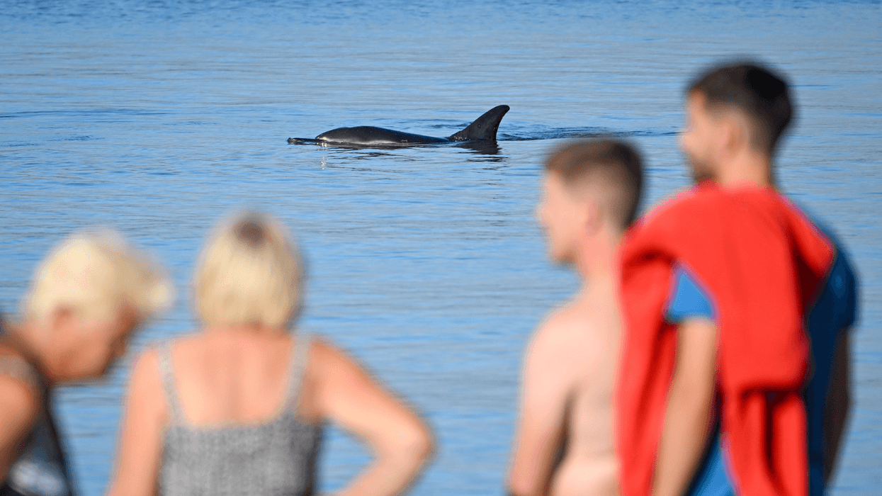 Dolphin in the UK