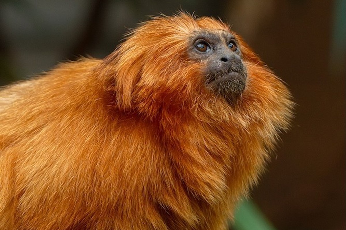 Golden lion tamarins
