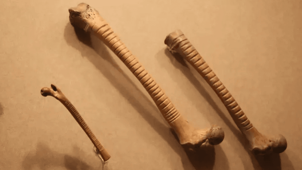 Human bones