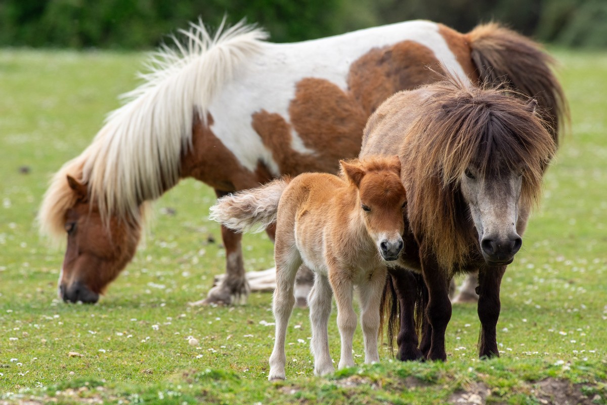 Eagles blamed for 'snatching' Shetland pony foals as five go missing