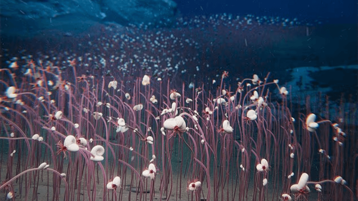 Scientists left stunned after discovering THOUSANDS of sea creatures living six miles underwater