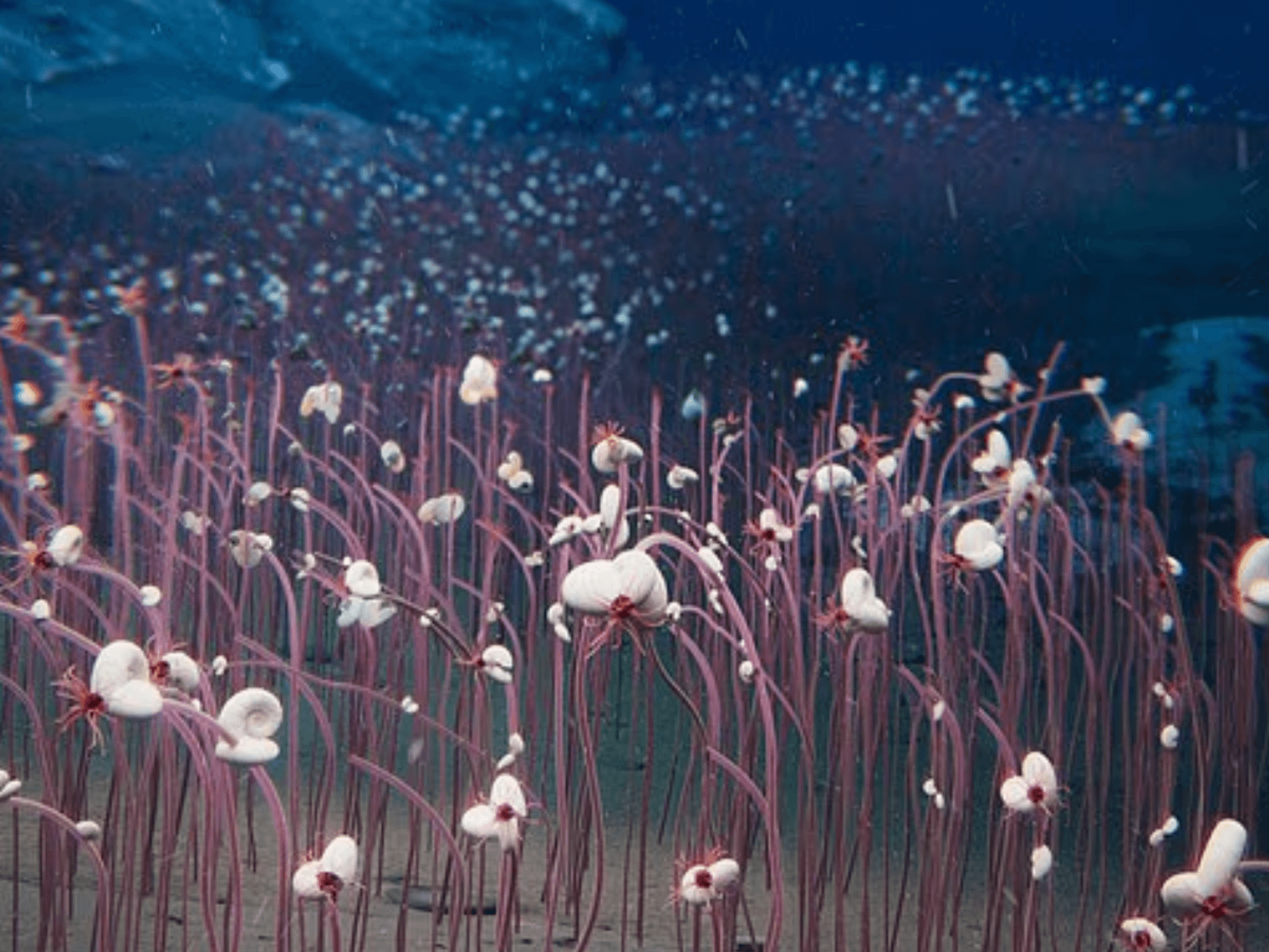 Scientists left stunned after discovering THOUSANDS of sea creatures living six miles underwater