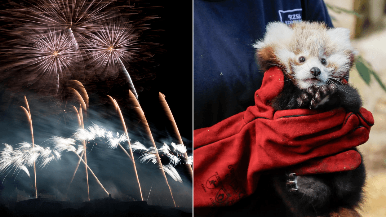 Council busybodies ban fireworks to stop two red pandas becoming 'stressed'