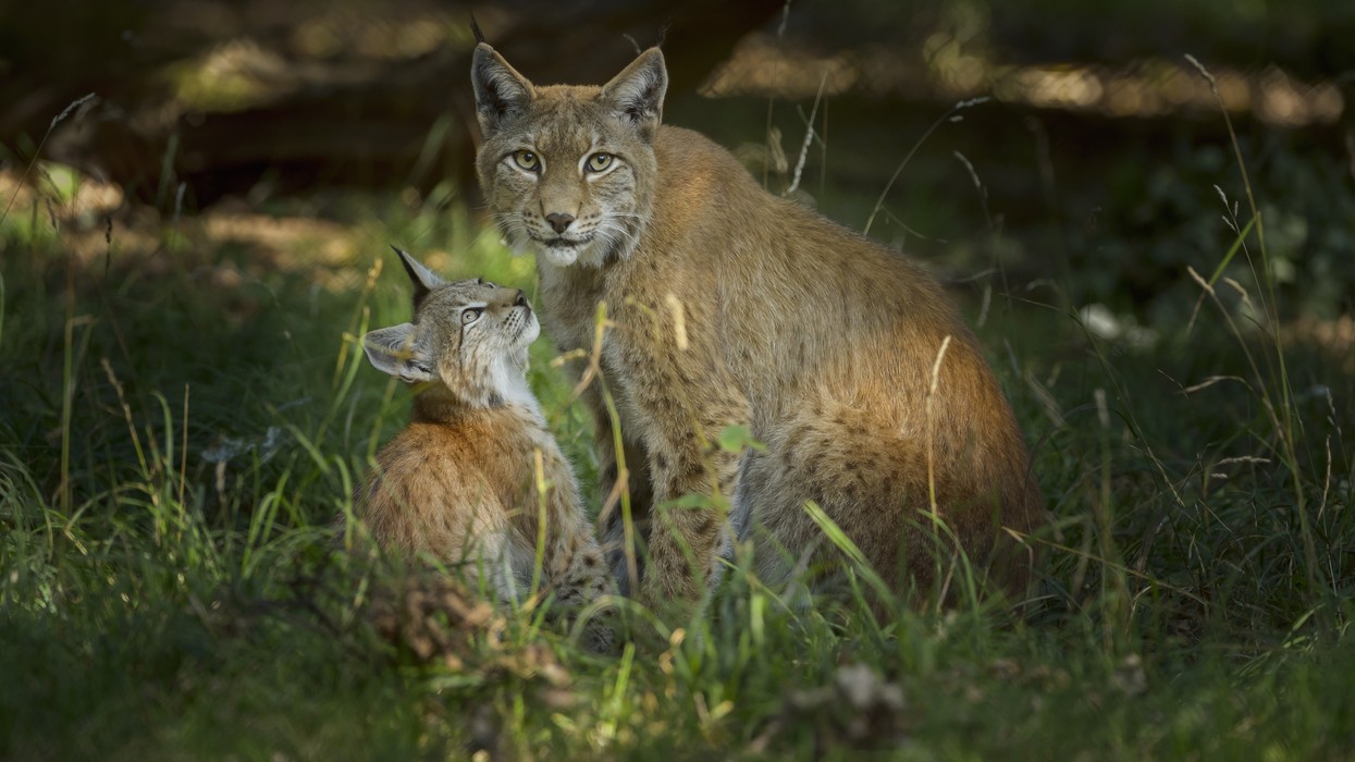 Lynx
