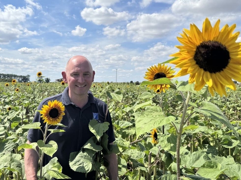 Matt Naylor alongside sunflowers