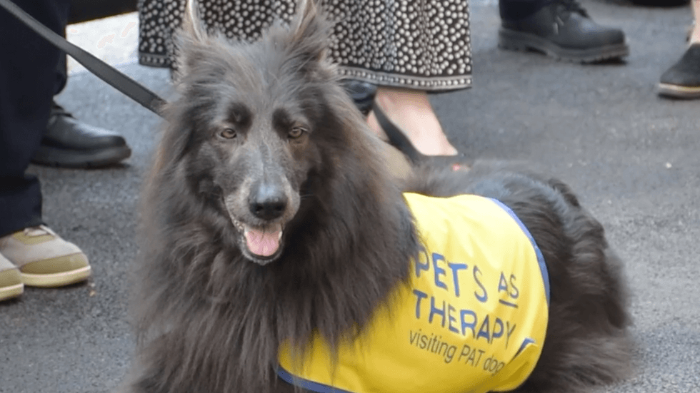 Nya, a six-year-old German Shepherd