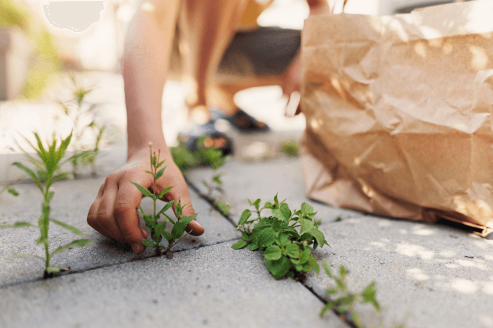 Person clearing weeds from patio