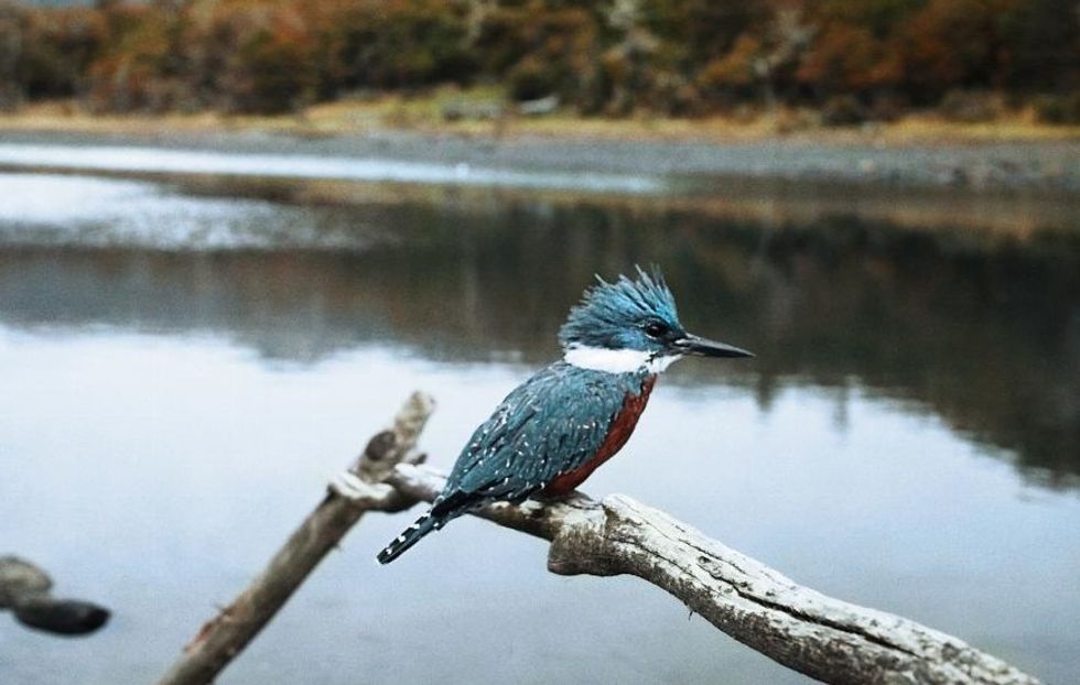 Puerto Williams, Chile, bird
