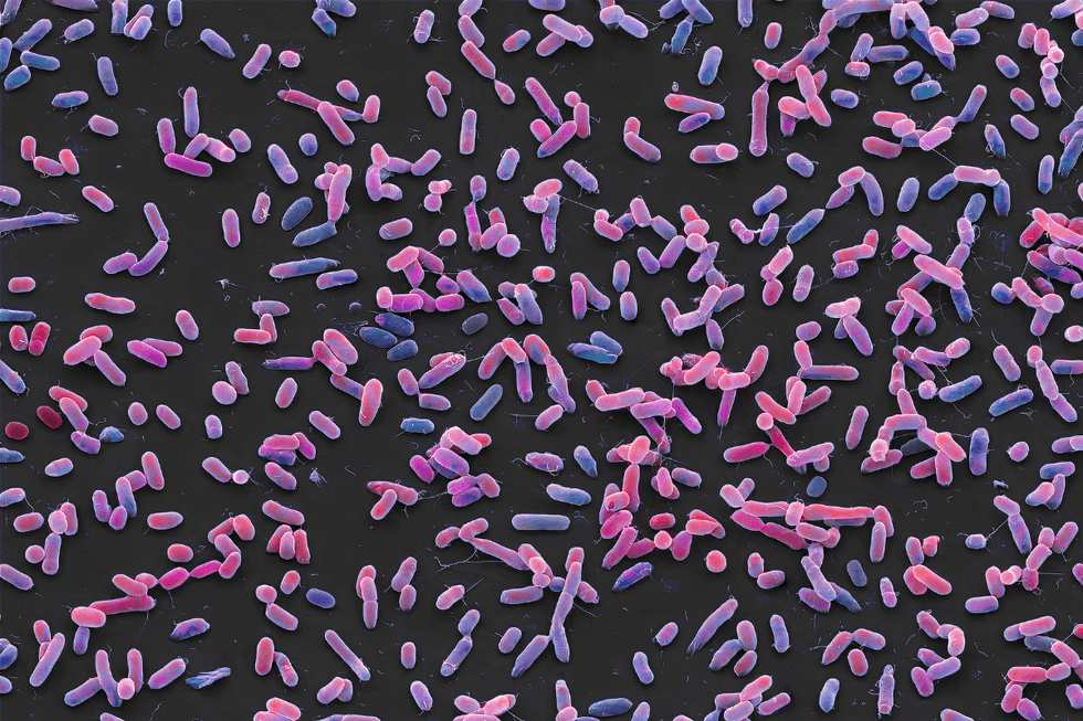 Salmonella