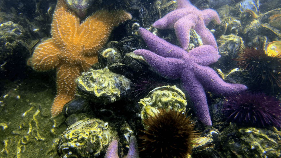 Starfish and sea urchins