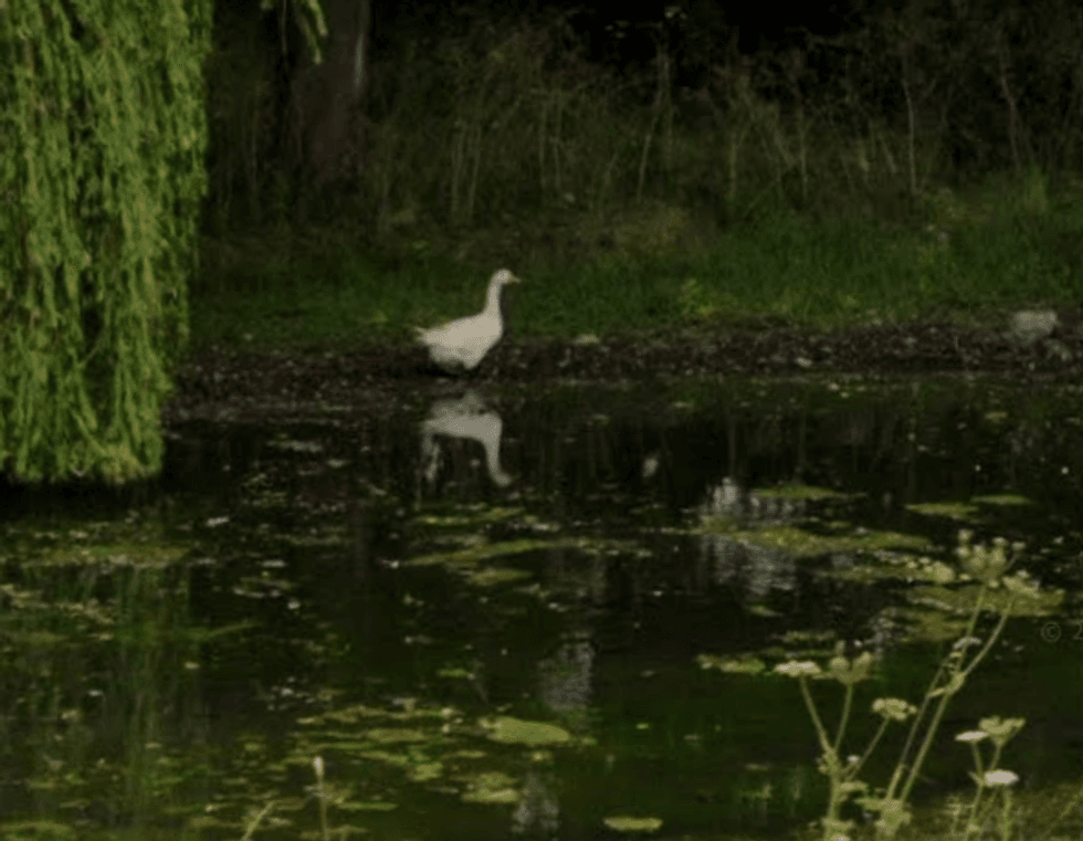 Stillington pond