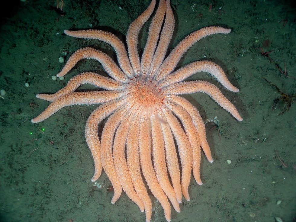 Sunflower sea star