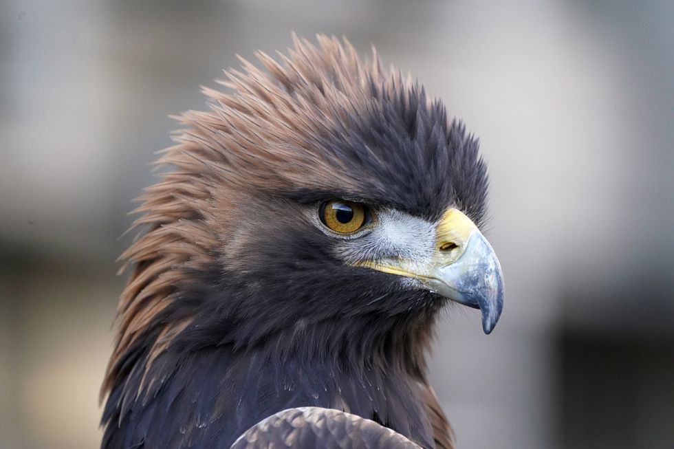 \u200bGolden eagles could be reintroduced to England