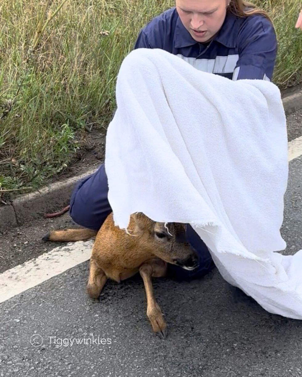 \u200bThe deer was rushed to hospital but died of its injuries