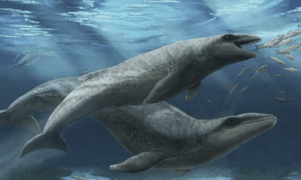 \u200bThe Janjucetus dullardi calf and mother