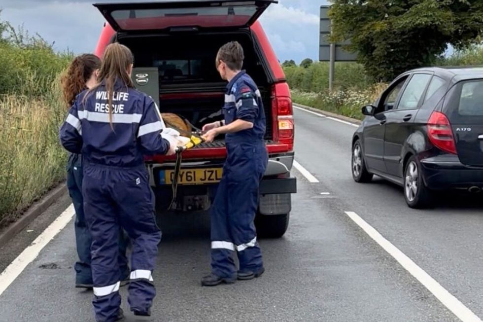 \u200bThe Tiggywinkles Wildlife Hospital team called on drivers to slow down
