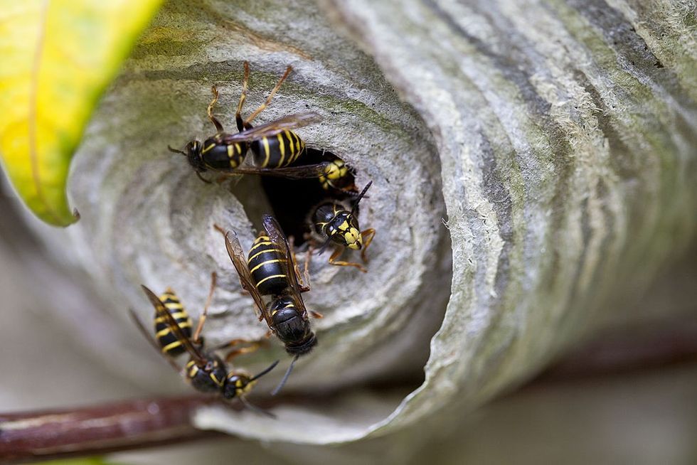 Wasp nest