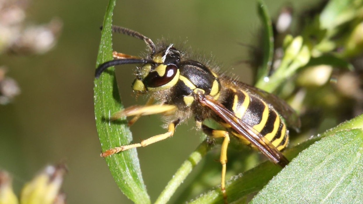 wasp