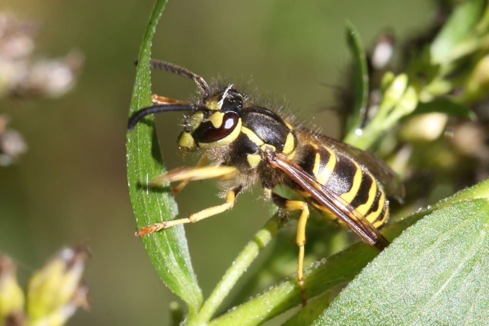 wasp