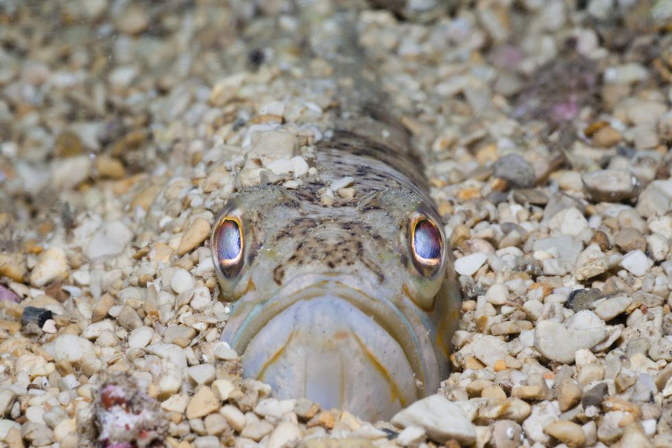 Weever fish