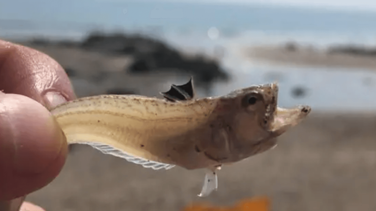 Weever fish