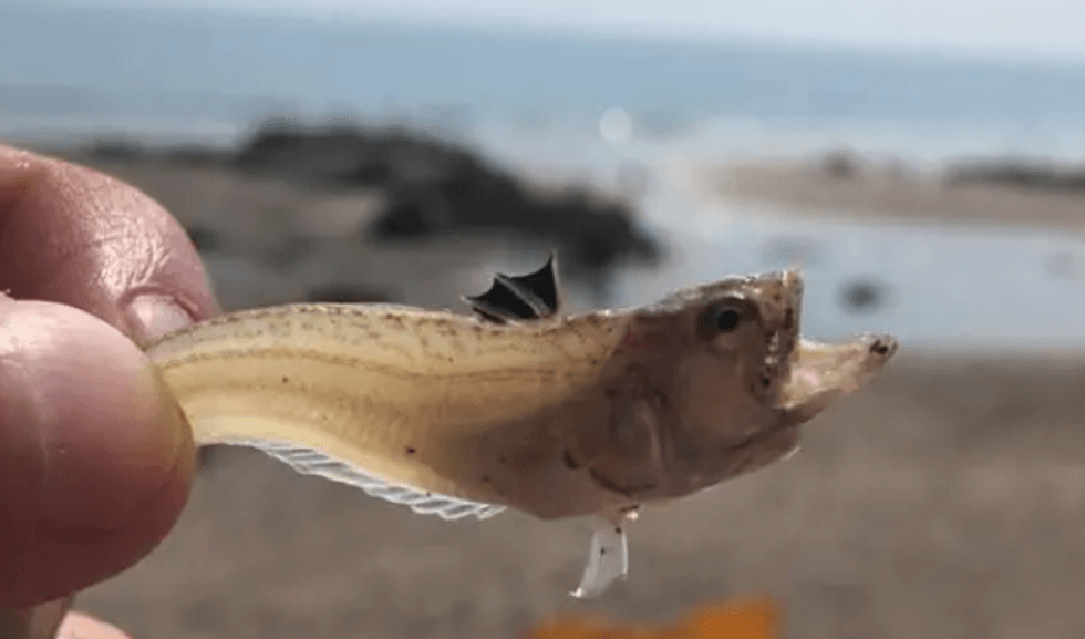 Weever fish