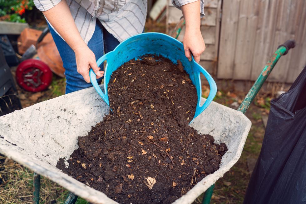 Woman pouring compost from bucket into wheelbarrow