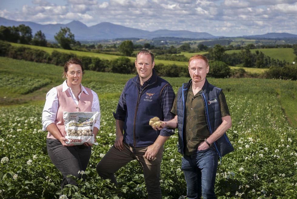 Workers from AM Farming in Crossgar, County Down, holding Queens potatoes